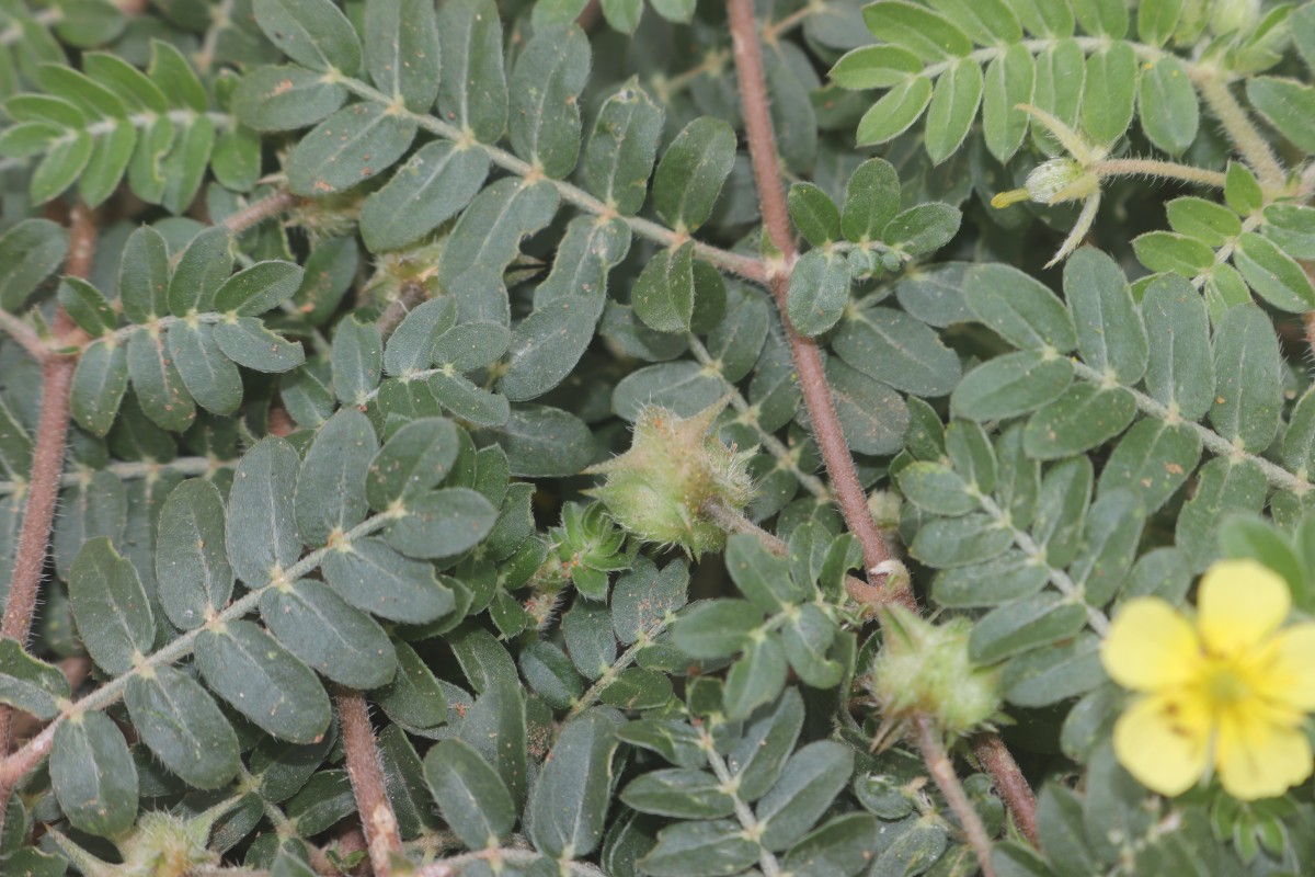 Tribulus terrestris L.